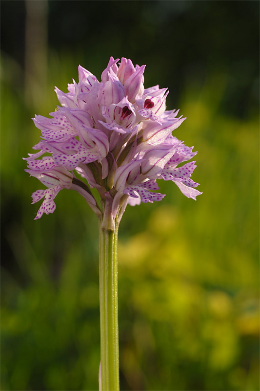 Orchis tridentata