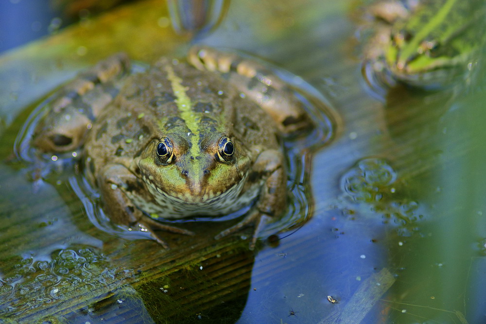 un bel sorriso, prego