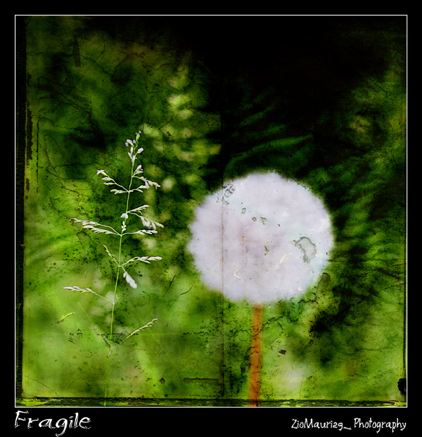 Fragile @ ZioMauri29