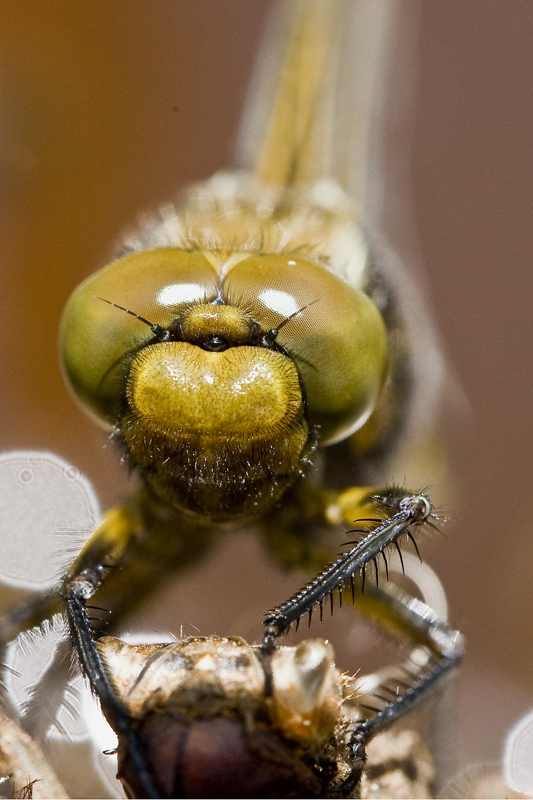 Libellula....incontro ravvicinato