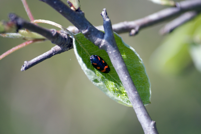 Animaletto al riparo...