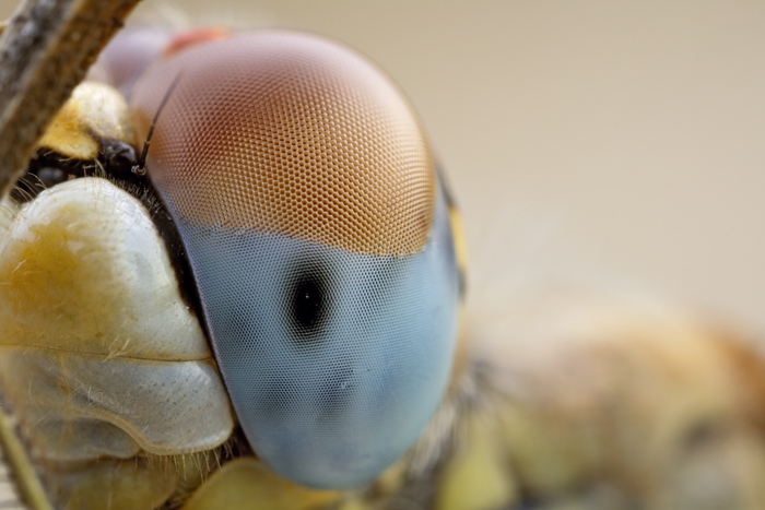 Occhio di libellula