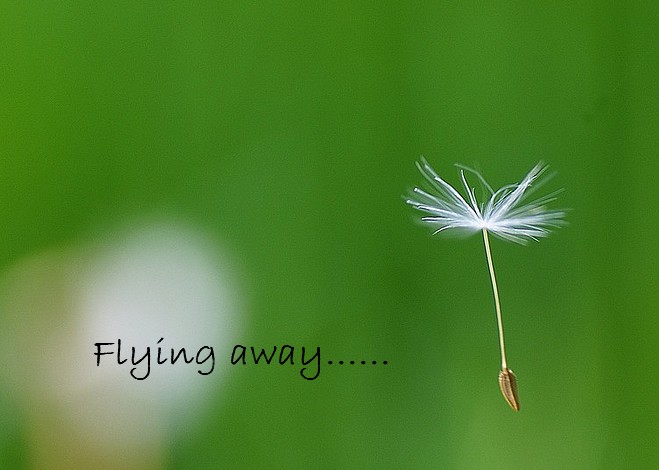 flying away......