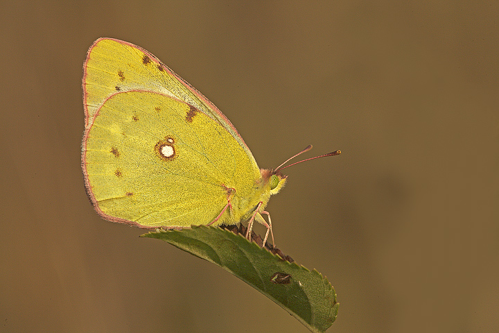 Colias crocea