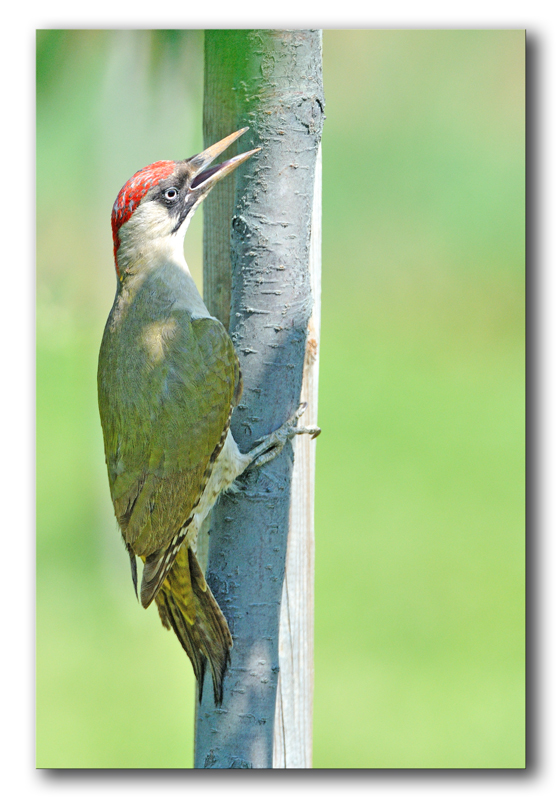 Ancora picchio verde