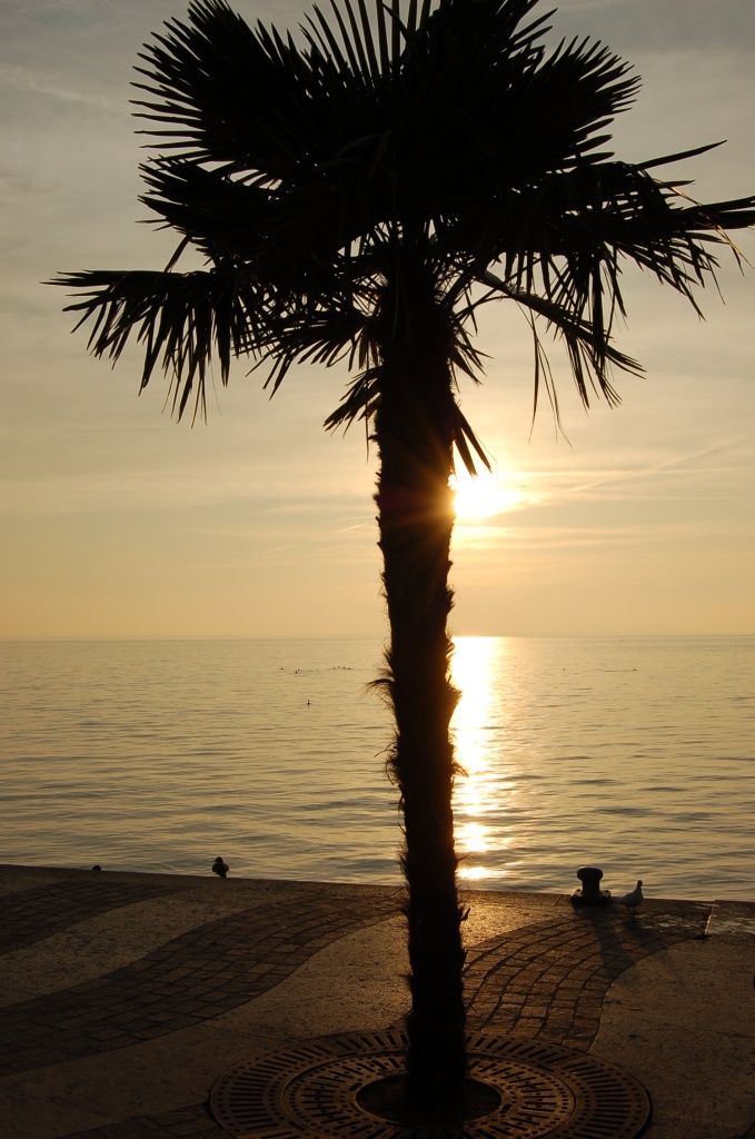 Palma al tramonto