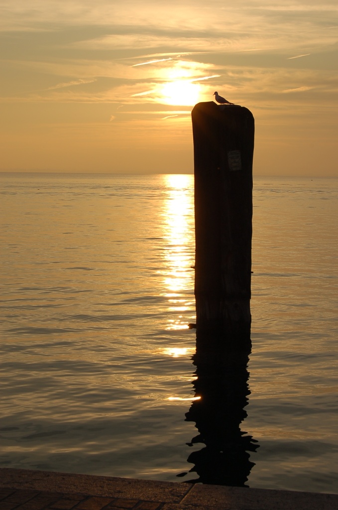 Gabbiano al tramonto
