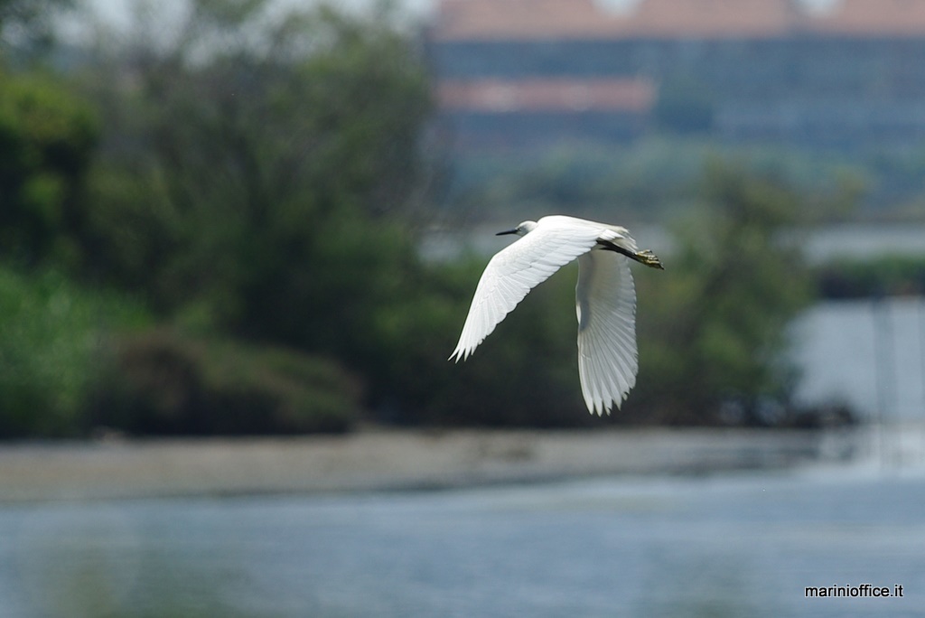 la garzetta cerca un nuovo appostamento per la pesca
