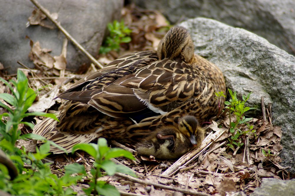 Voglia di tenerezza...
