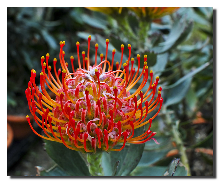 Il rosso e il giallo