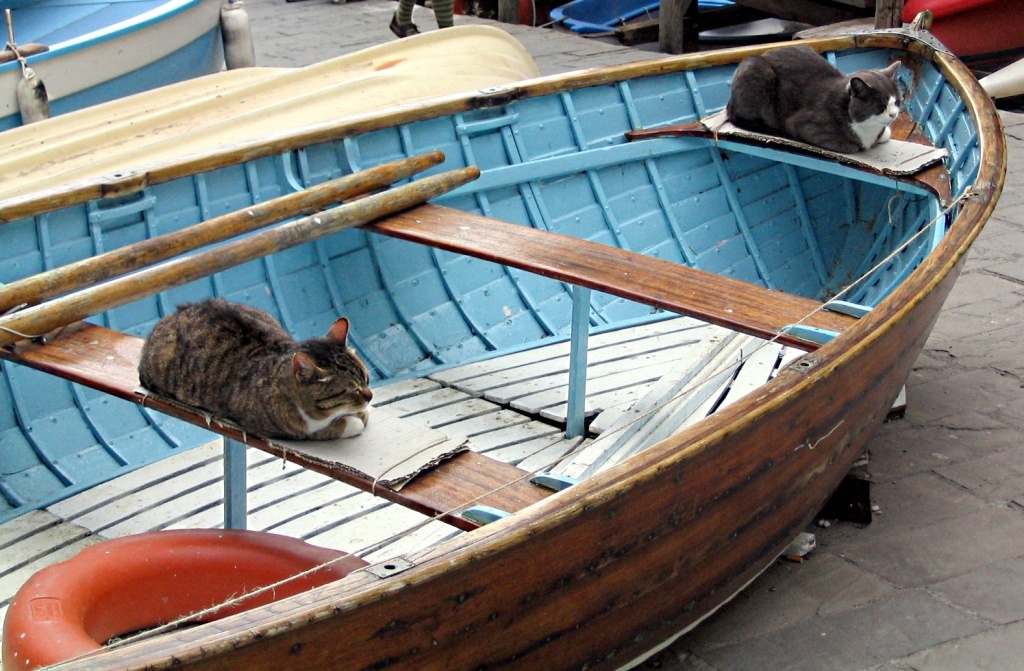 Gatti in barca