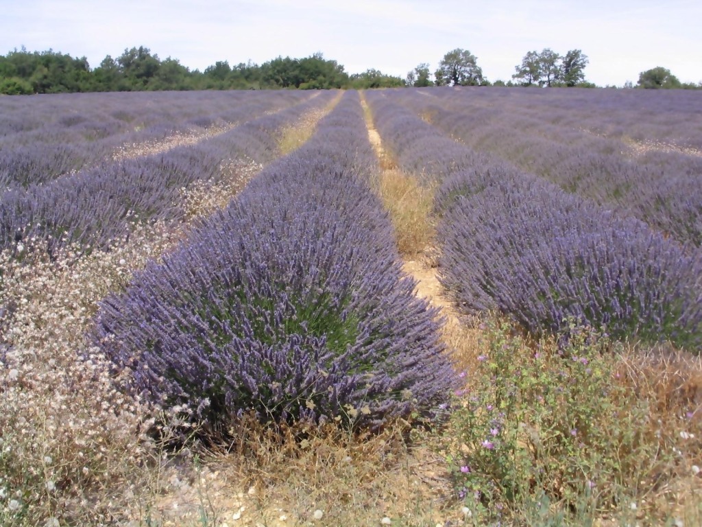 Campi di lavanda