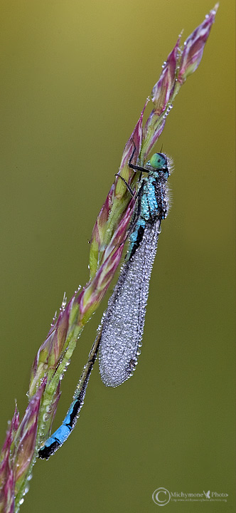 damigella del sibolla