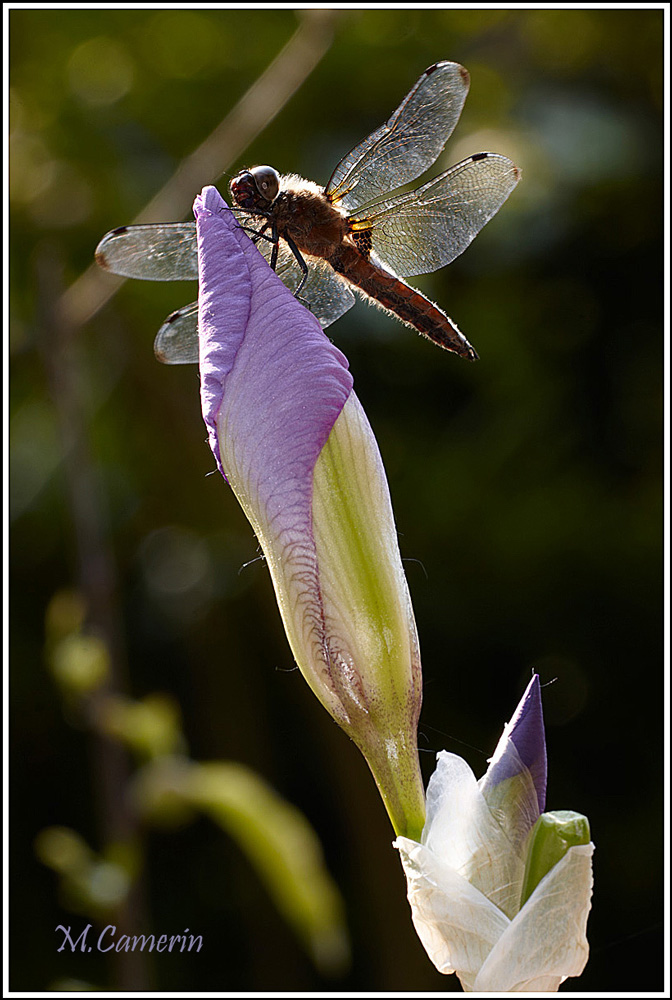 Iris con libellula