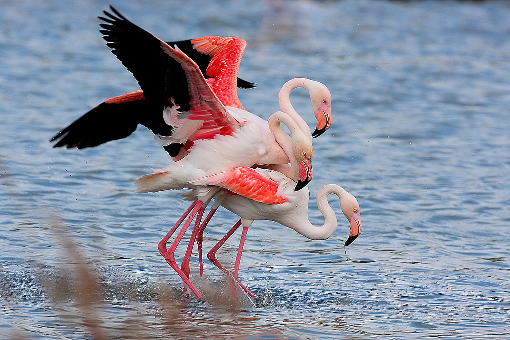 il triangolo....no!!