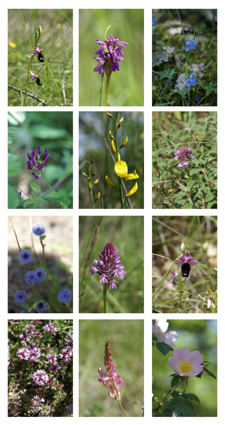 Una mattina nei campi..