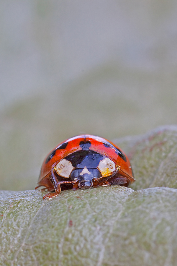 ancora coccinella