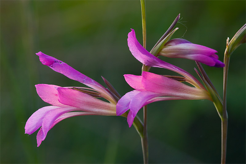 gladioli
