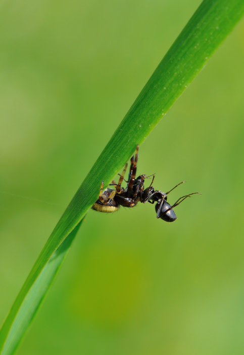 Sotto il filo d'erba