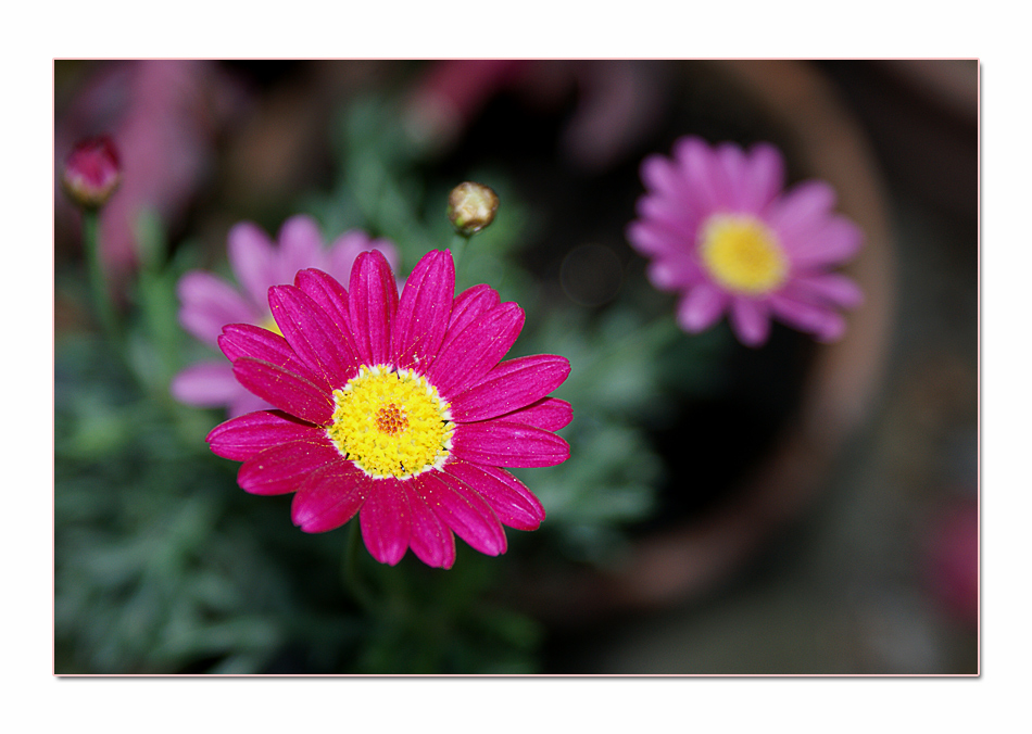 Ogni piccolo fiore e segno d'amore