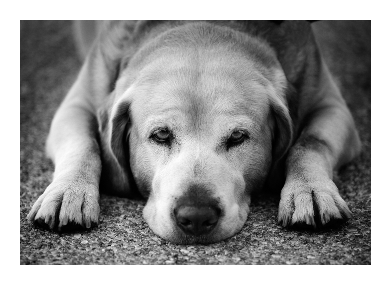 labrador - b&w