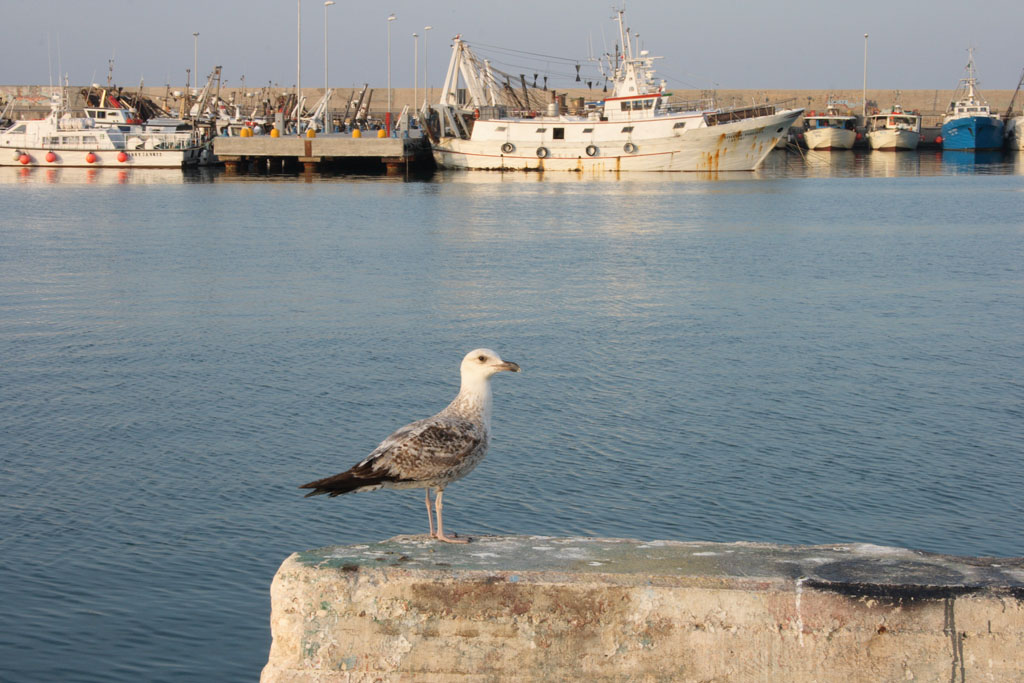 gabbiano sul muretto