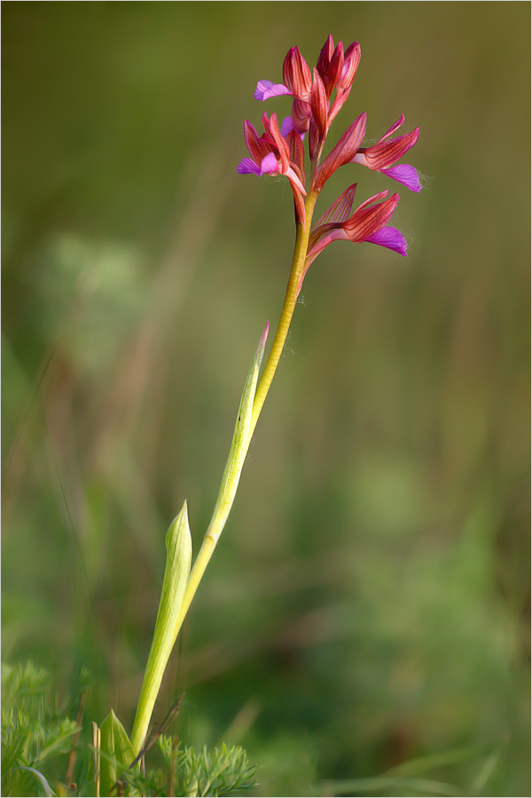 Orchis Papilionacea