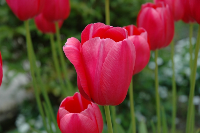 Macro Floreale 02