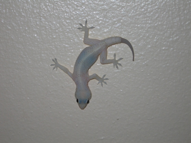 Geko!