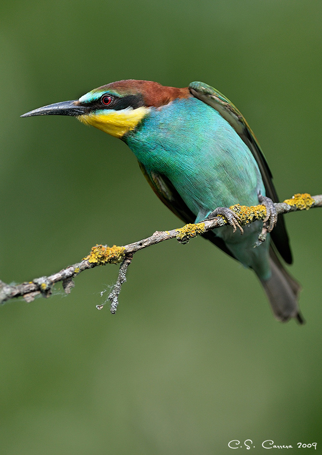 Gruccione ... pronto all'attacco