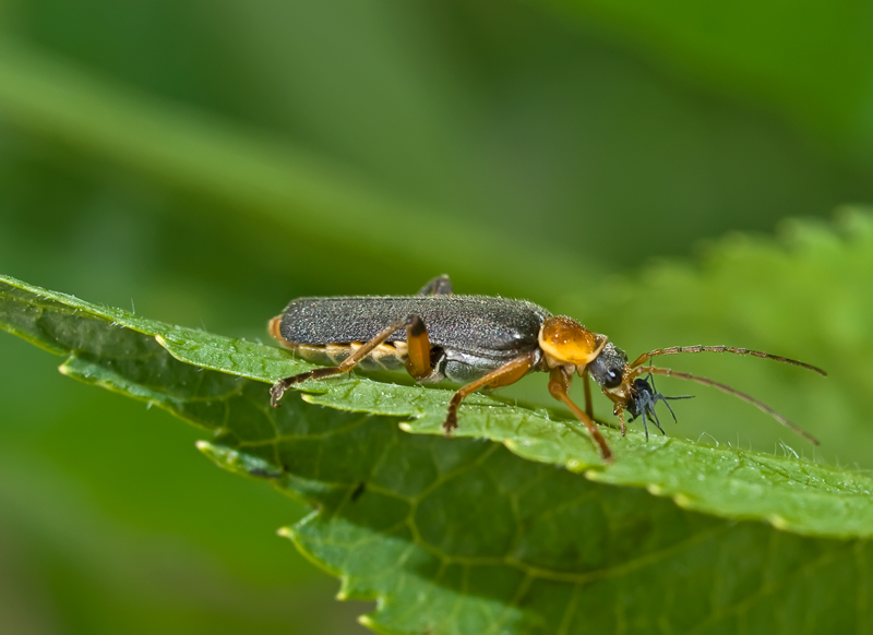 coleottero mangia afidi