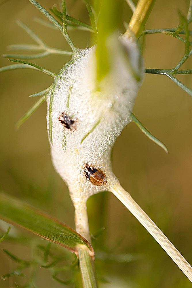 Che insetto � questo?