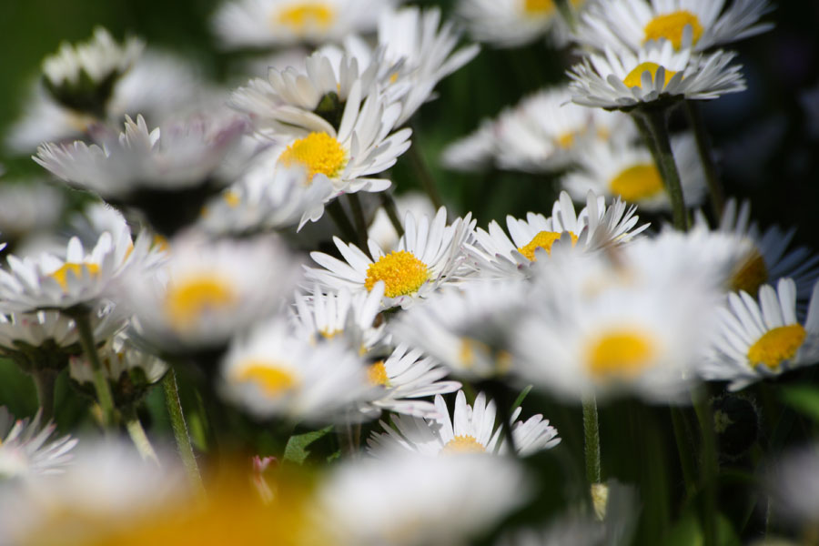un mare di margherite