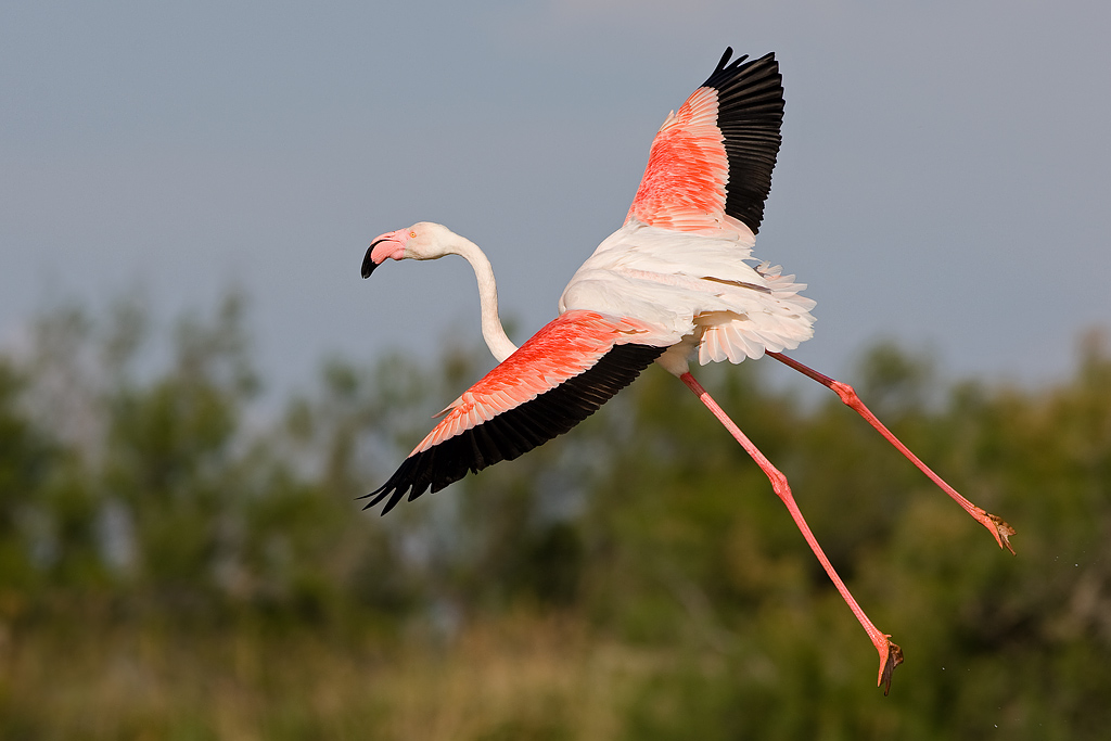 Fenicottero a Pont de Gau