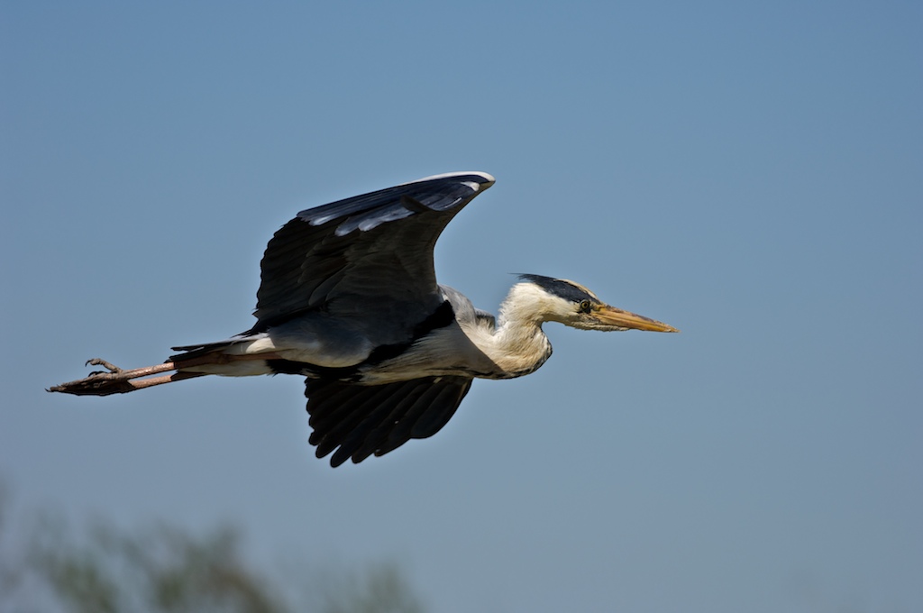 Airone cenerino in volo