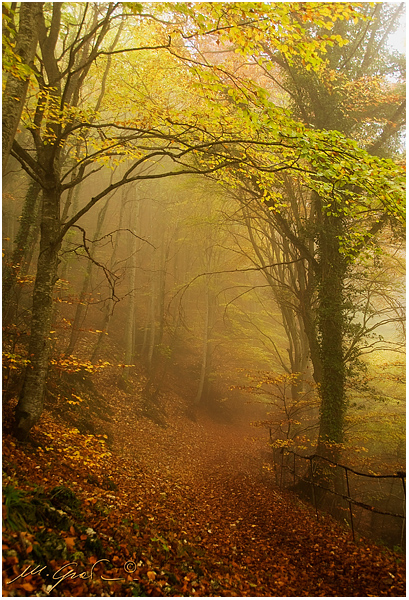 ... il sentiero dell'Elfo