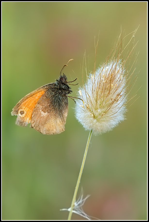 dove voli farfallina?