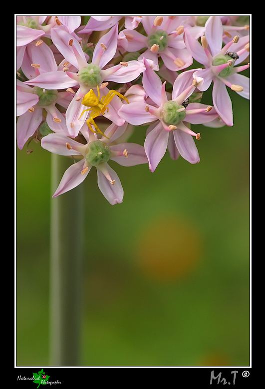 ...Misumena Vatia...