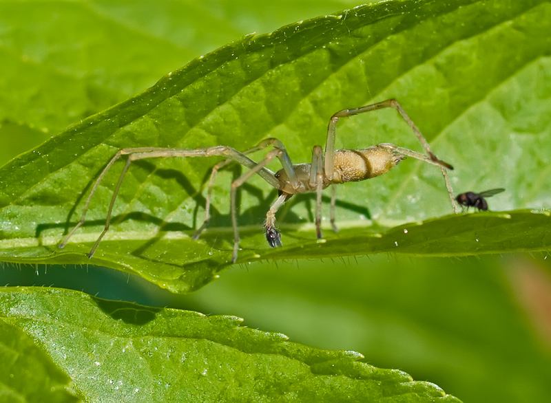 ragno....distratto...