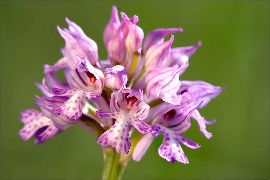 Orchis tridentata