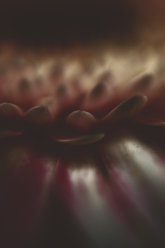 Tra il chiaro e lo scuro...