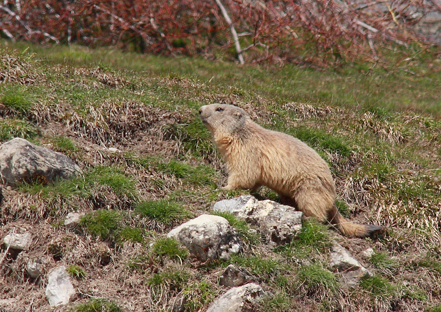 Marmotta