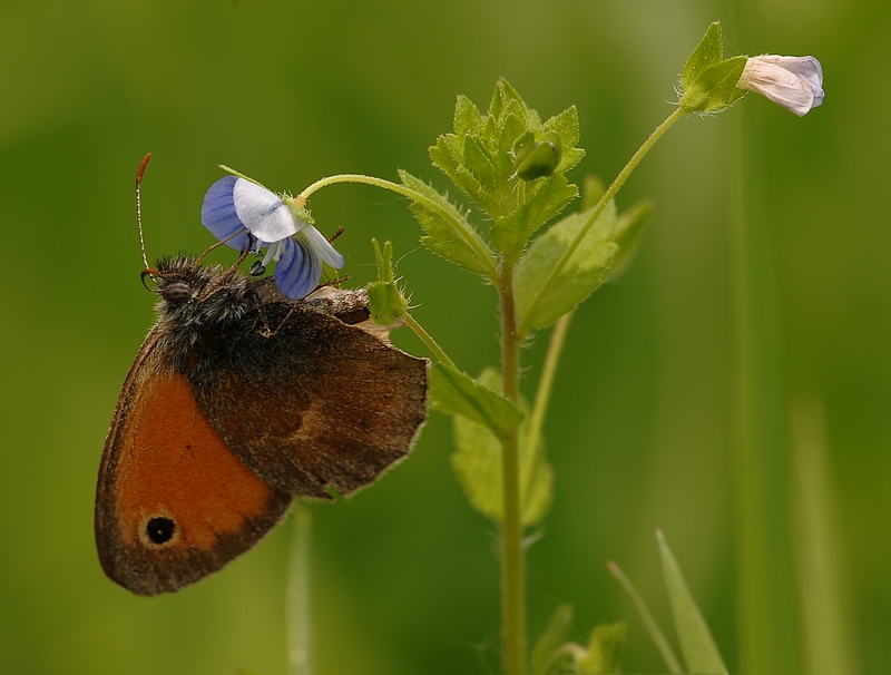 ...mi piacciono i fiori...