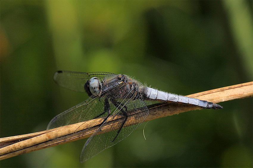 ...sempre lei...La Libellula..!!!