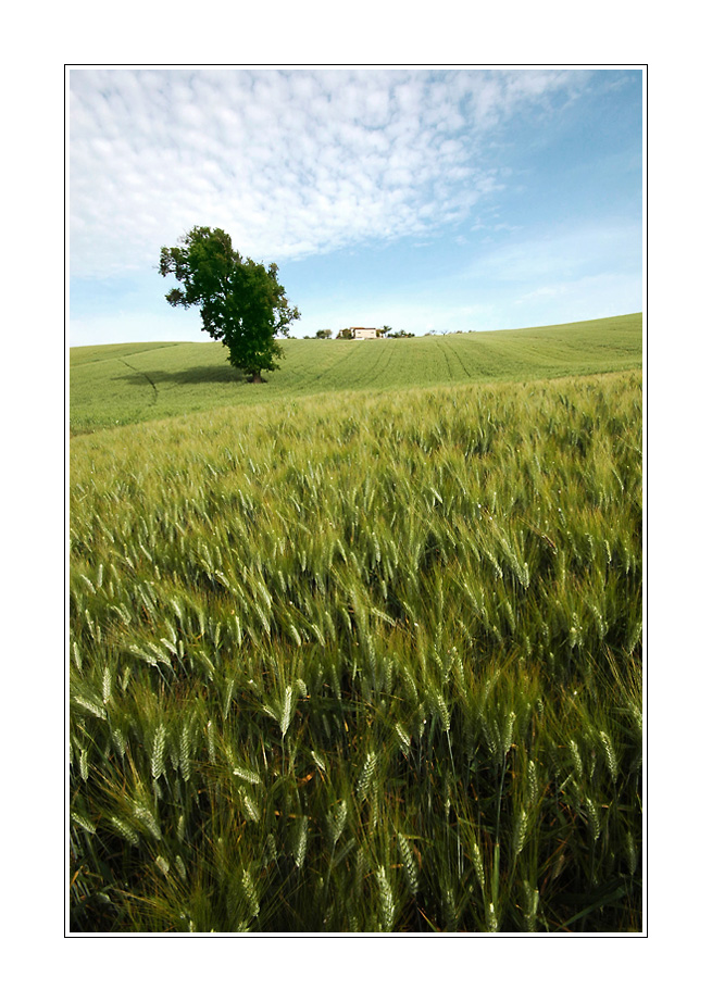 L'albero sul campo di grano
