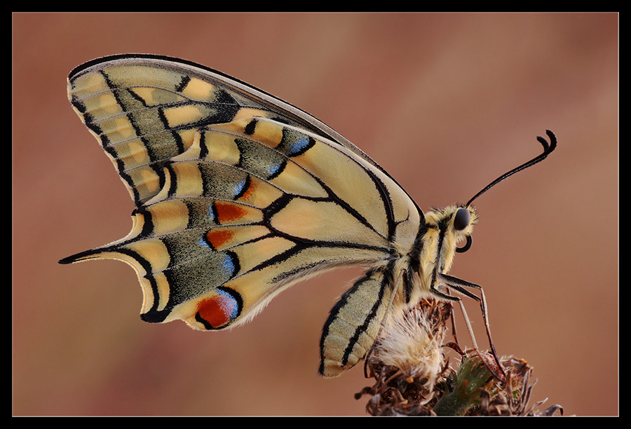 Papilio macaon adulto e bruco