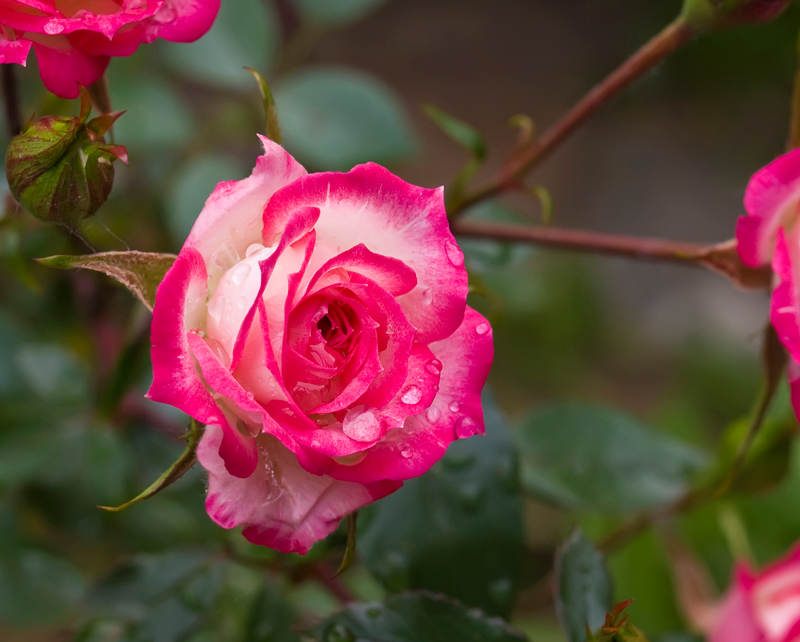 rosa dopo la pioggia