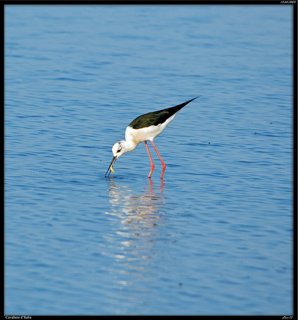 il pasto del cavaliere
