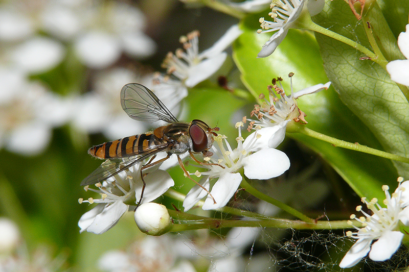 finalmente si scatta