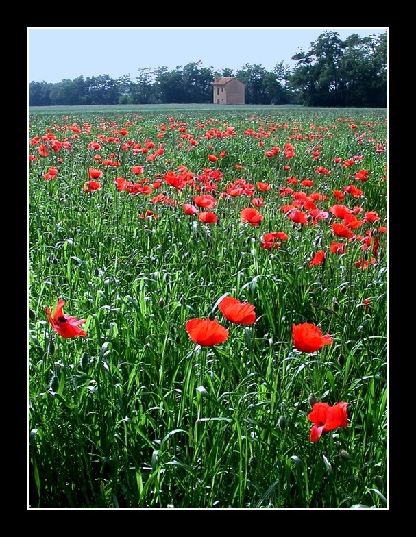 campo di papaveri